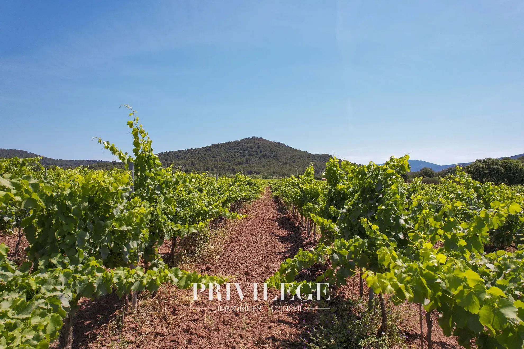 Vente d'un Vignoble Renommé en Provence avec Plus de 100 Hectares 