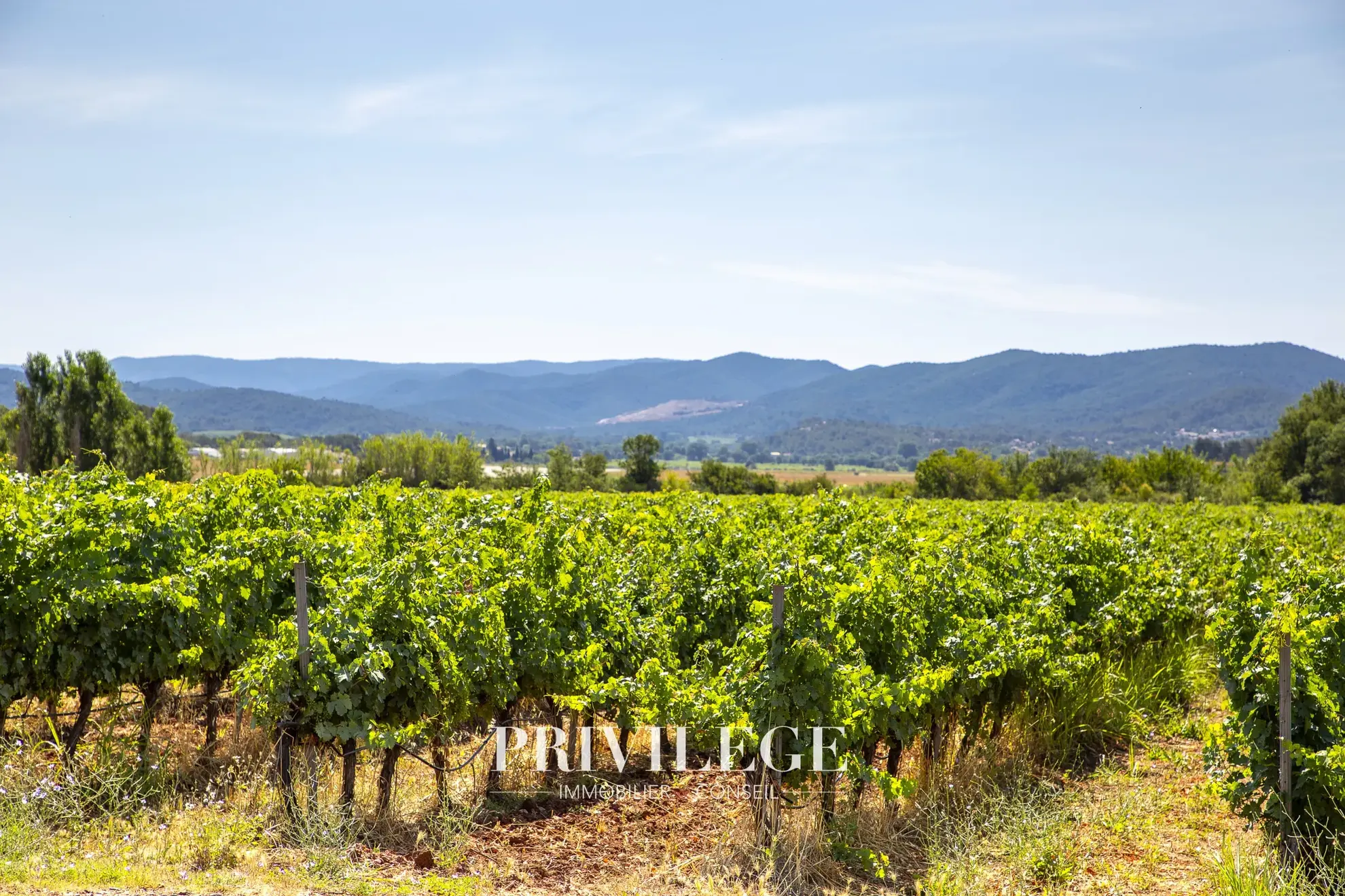 Vente d'un Vignoble Renommé en Provence avec Plus de 100 Hectares 