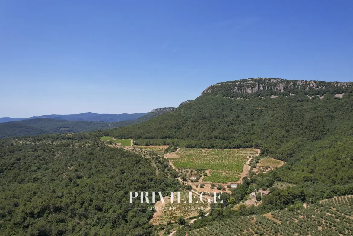 Vente d'un Vignoble Renommé en Provence avec Plus de 100 Hectares 