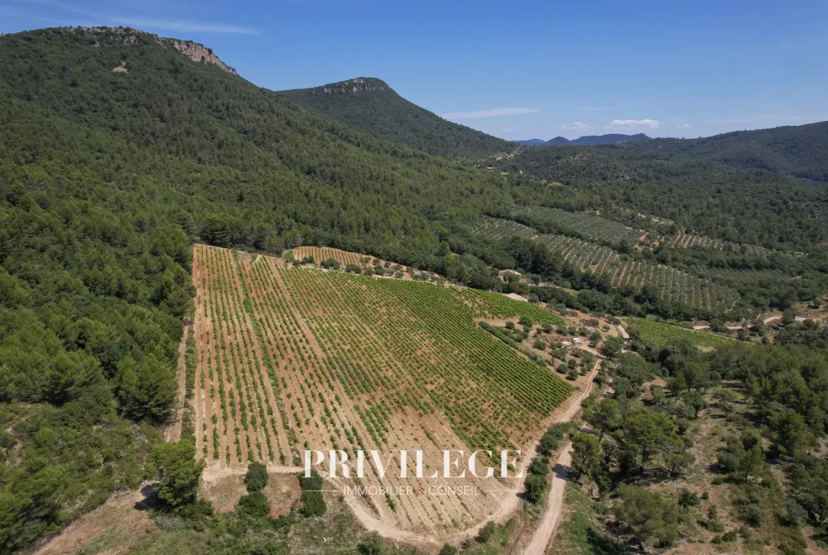 Vente d'un Vignoble Renommé en Provence avec Plus de 100 Hectares 