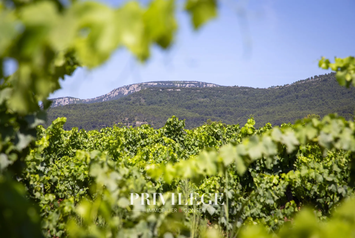 Vente d'un Vignoble Renommé en Provence avec Plus de 100 Hectares 