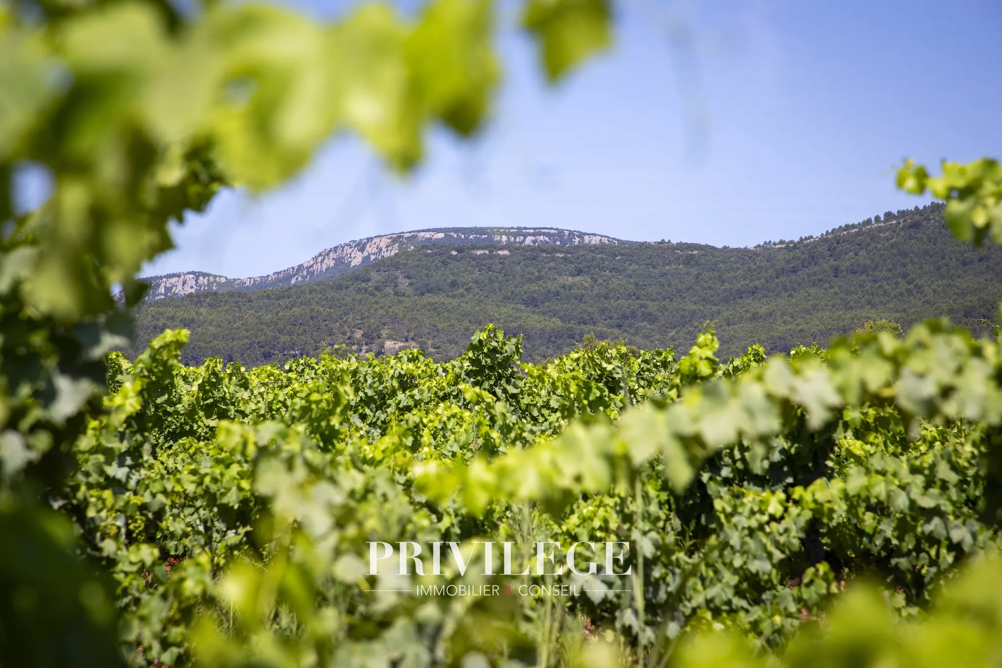 Vente d'un Vignoble Renommé en Provence avec Plus de 100 Hectares 