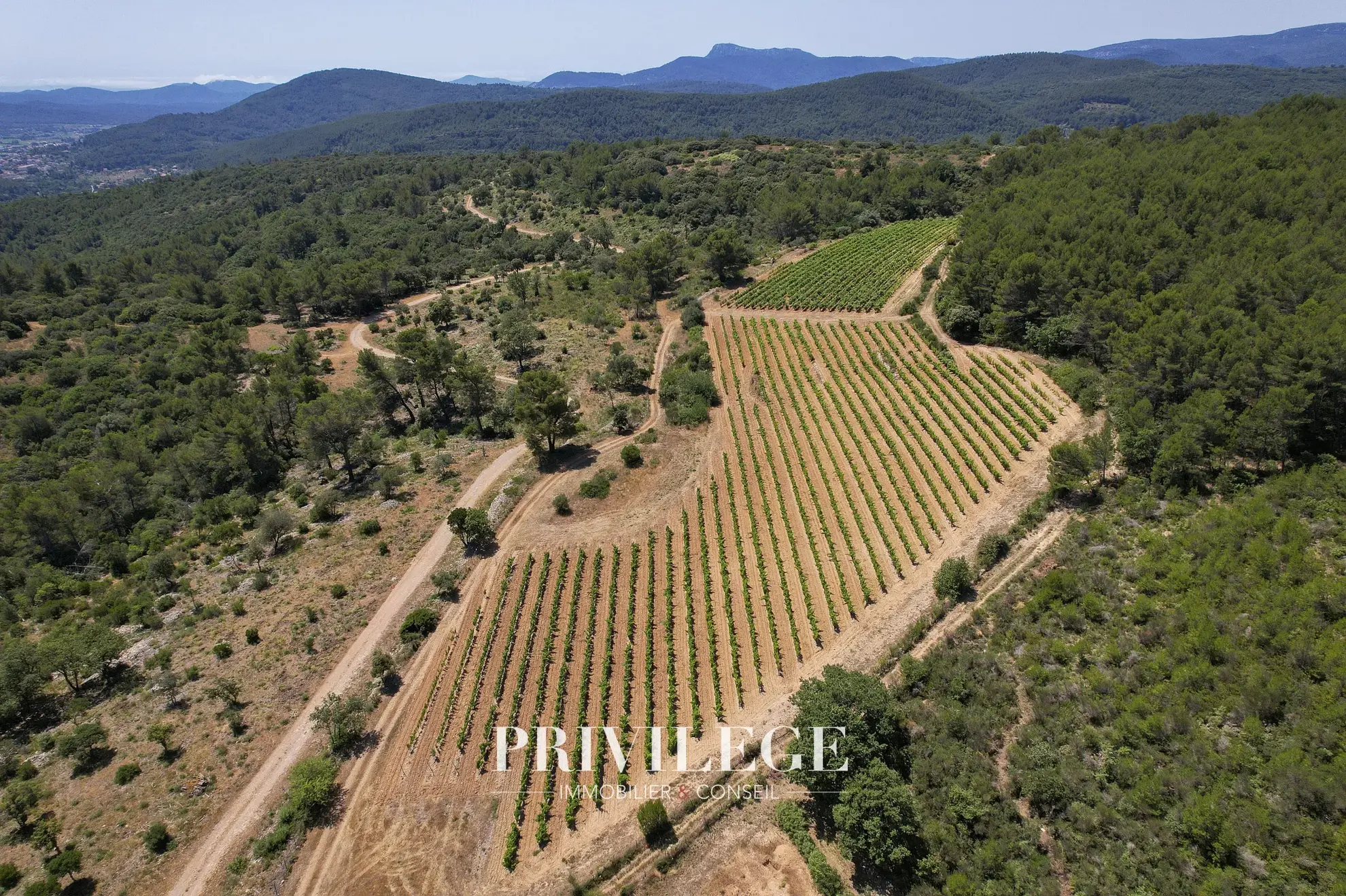 Vente d'un Vignoble Renommé en Provence avec Plus de 100 Hectares 