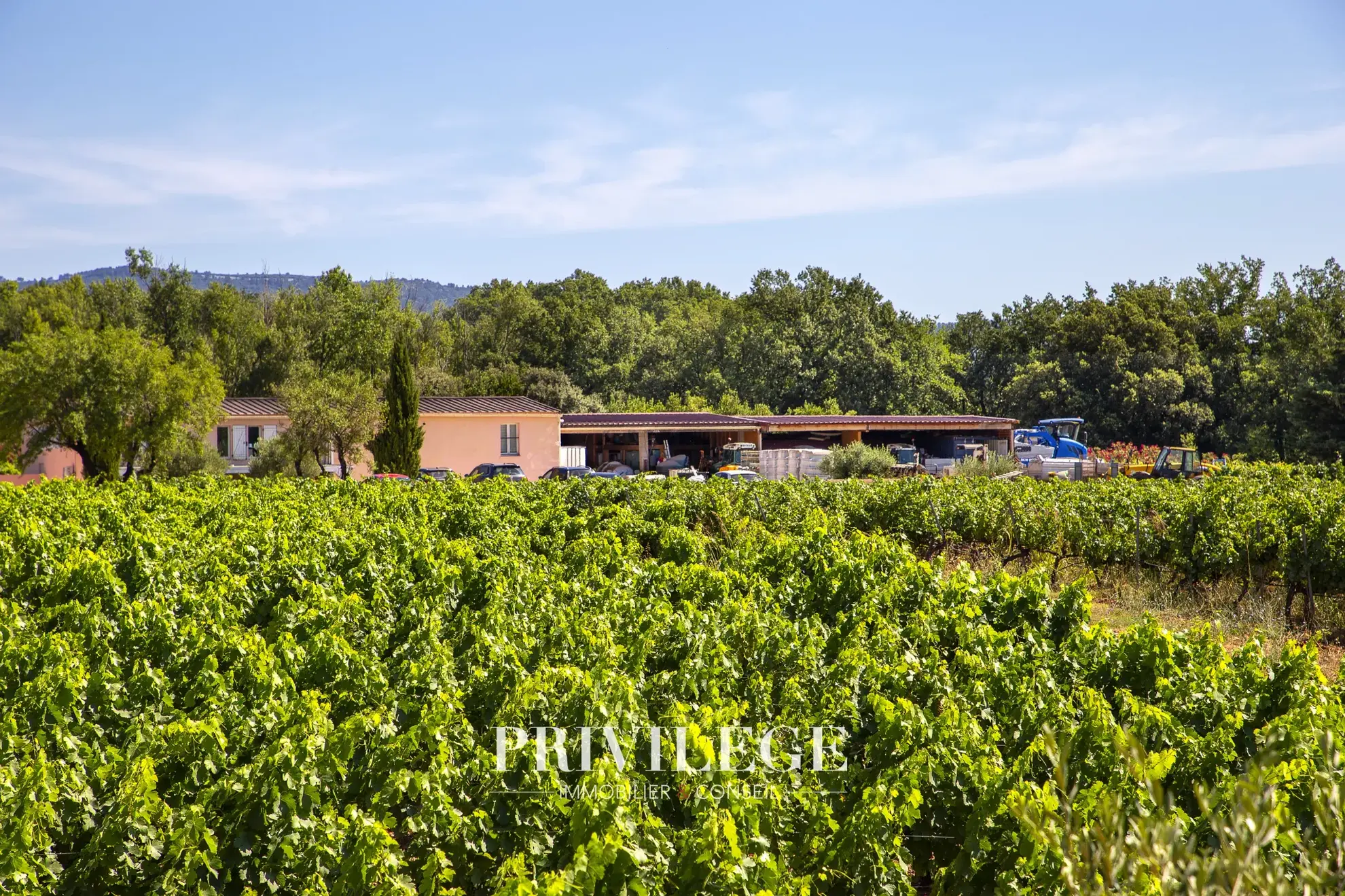 Vente d'un Vignoble Renommé en Provence avec Plus de 100 Hectares 