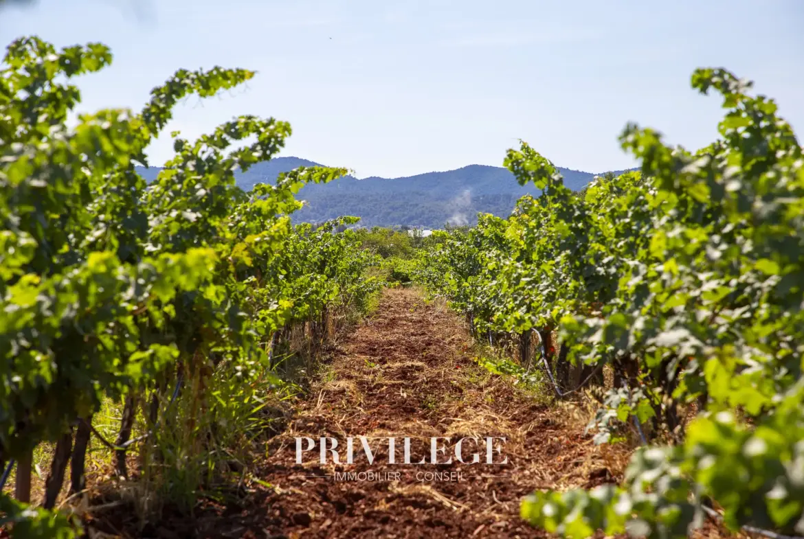 Vente d'un Vignoble Renommé en Provence avec Plus de 100 Hectares 