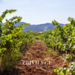 Vente d'un Vignoble Renommé en Provence avec Plus de 100 Hectares