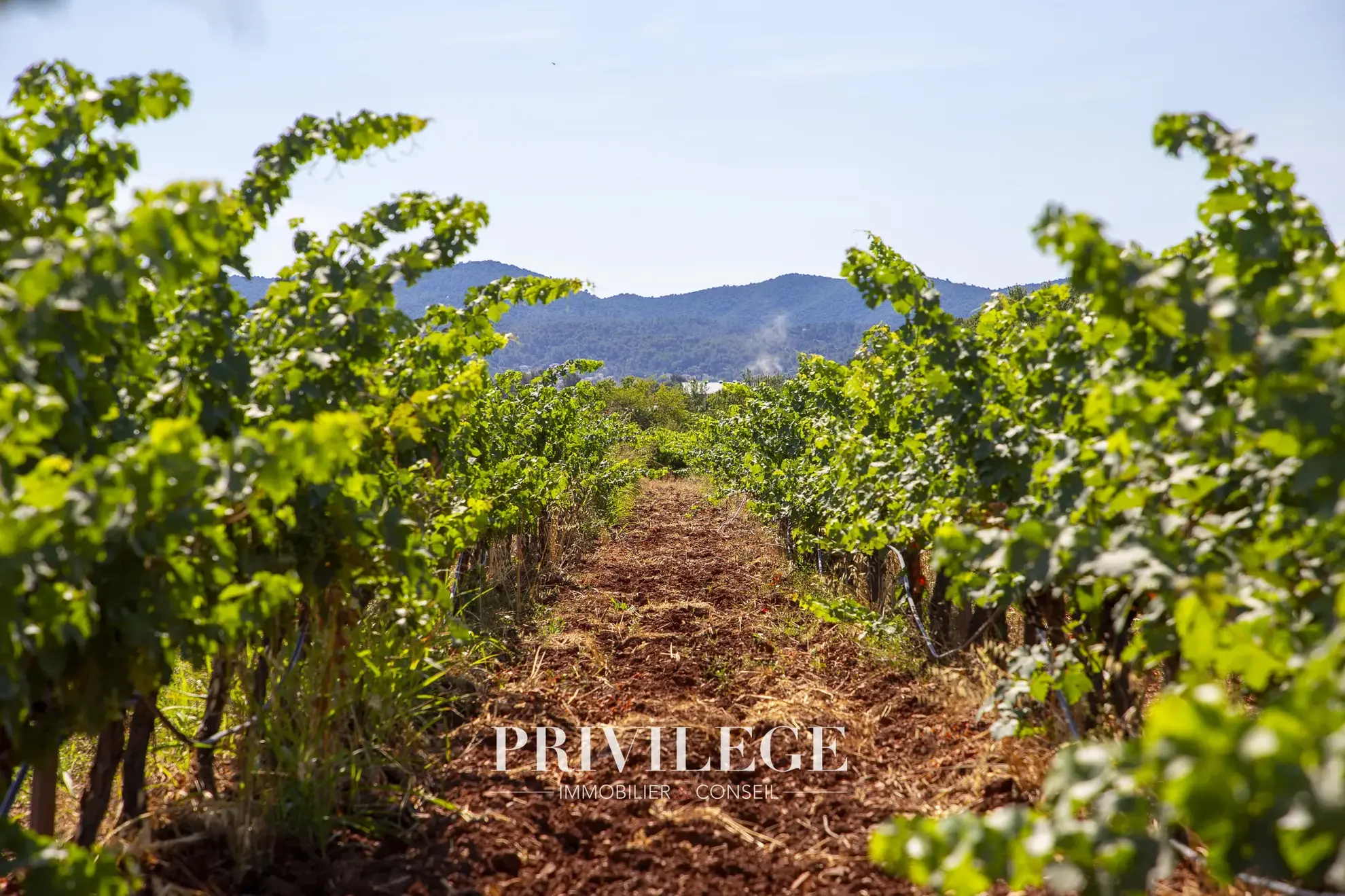 Vente d'un Vignoble Renommé en Provence avec Plus de 100 Hectares 