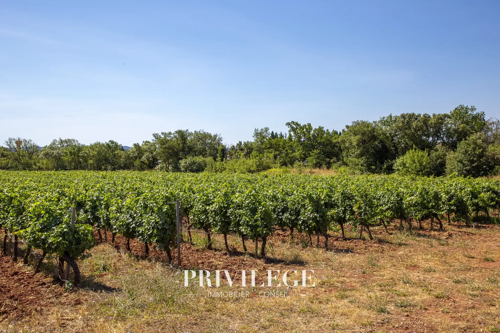 Vente d'un Vignoble Renommé en Provence avec Plus de 100 Hectares 