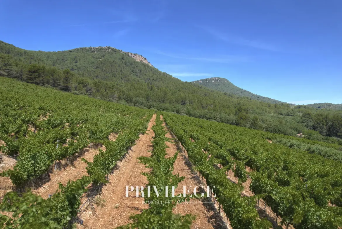 Vente d'un Vignoble Renommé en Provence avec Plus de 100 Hectares 