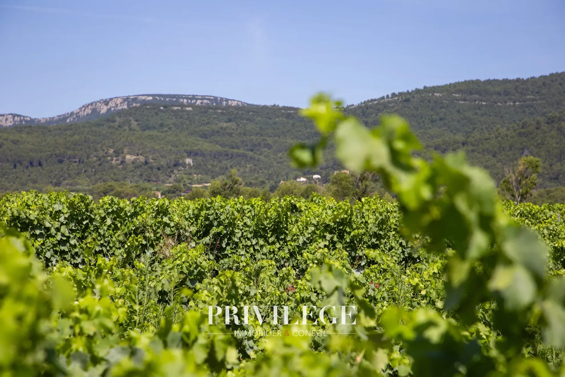 Vente d'un Vignoble Renommé en Provence avec Plus de 100 Hectares 