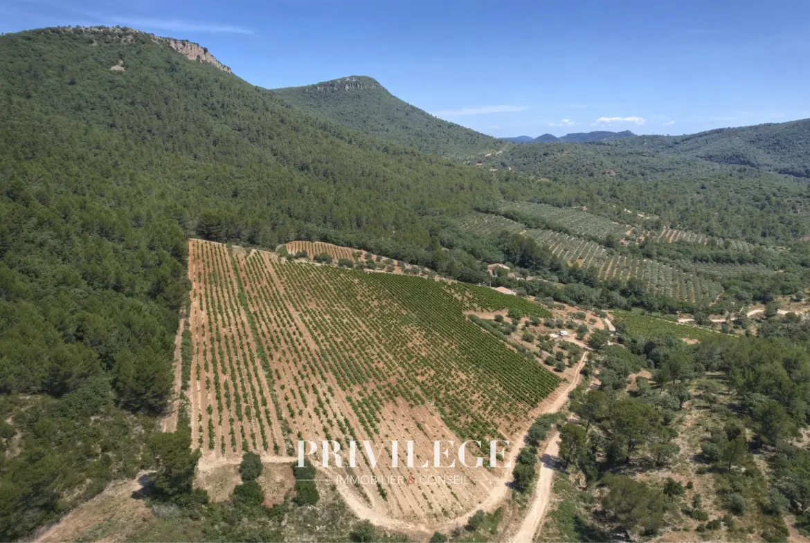 Vente d'un Vignoble Renommé en Provence avec Plus de 100 Hectares 