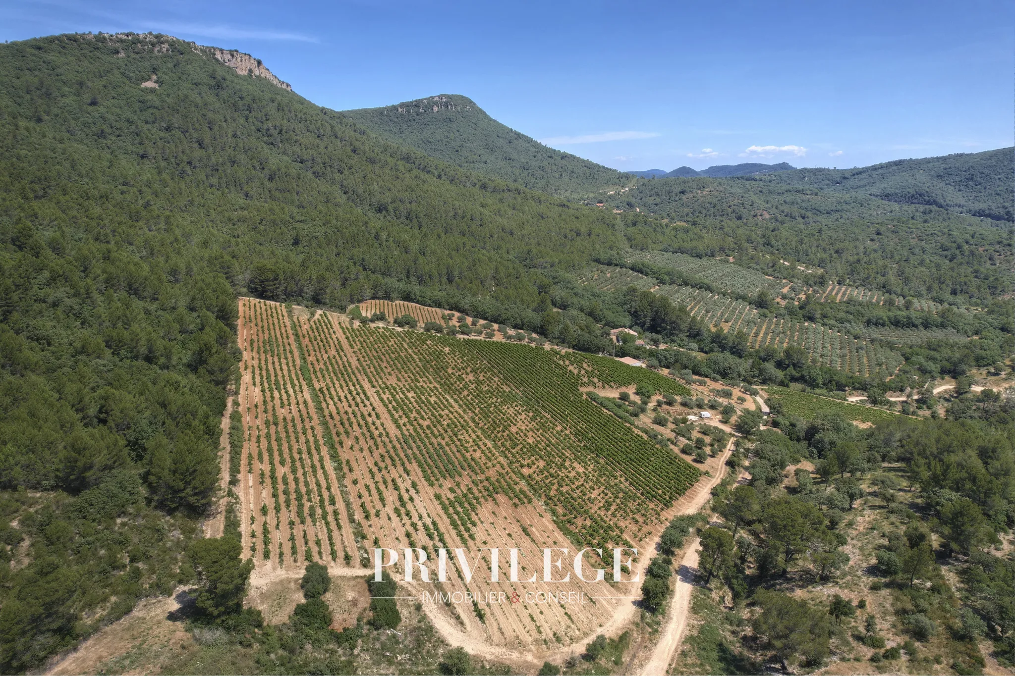 Vente d'un Vignoble Renommé en Provence avec Plus de 100 Hectares 