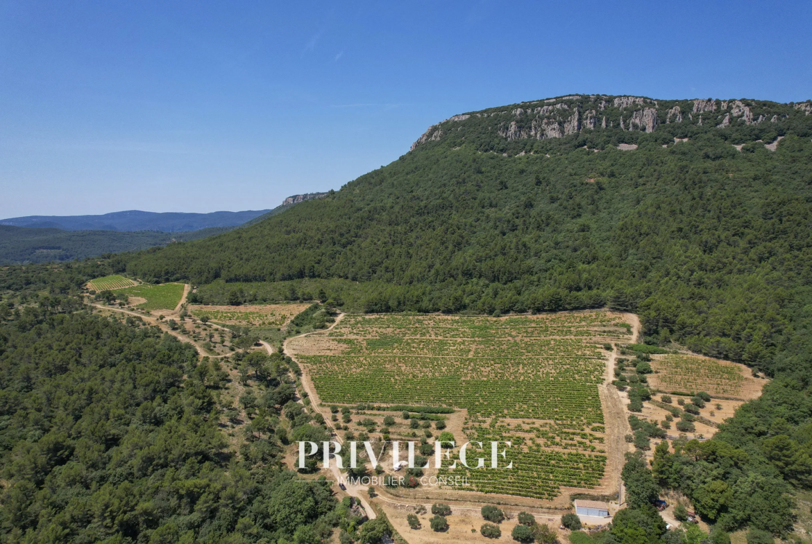 Vente d'un Vignoble Renommé en Provence avec Plus de 100 Hectares 