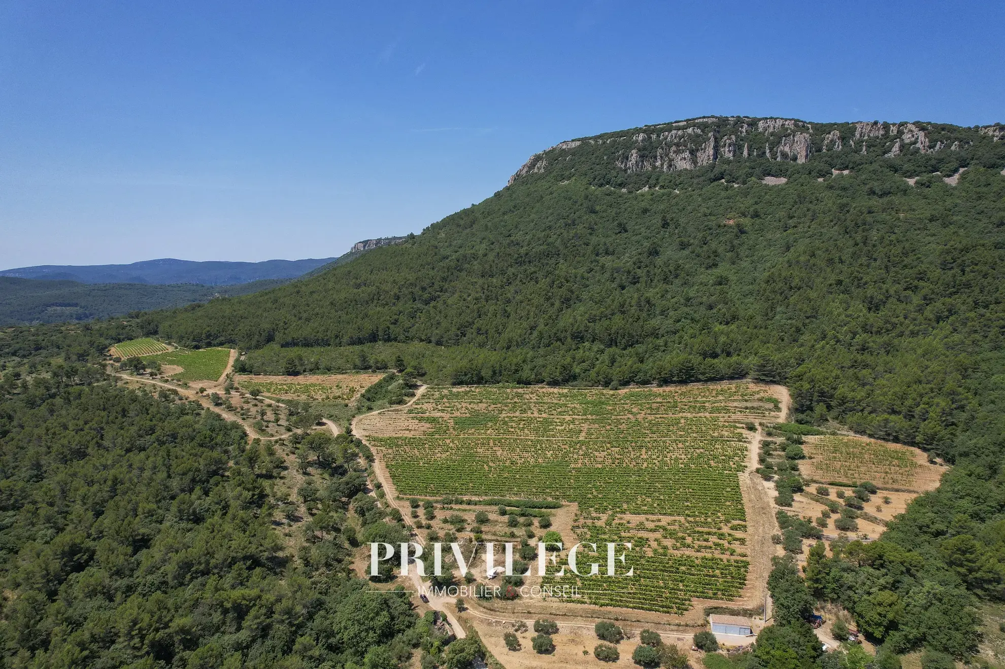 Vente d'un Vignoble Renommé en Provence avec Plus de 100 Hectares 