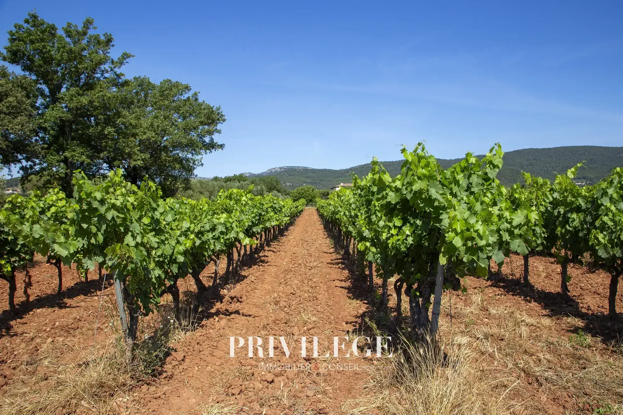 Vente d'un Vignoble Renommé en Provence avec Plus de 100 Hectares 