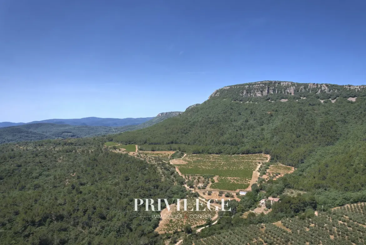 Vente d'un Vignoble Renommé en Provence avec Plus de 100 Hectares 