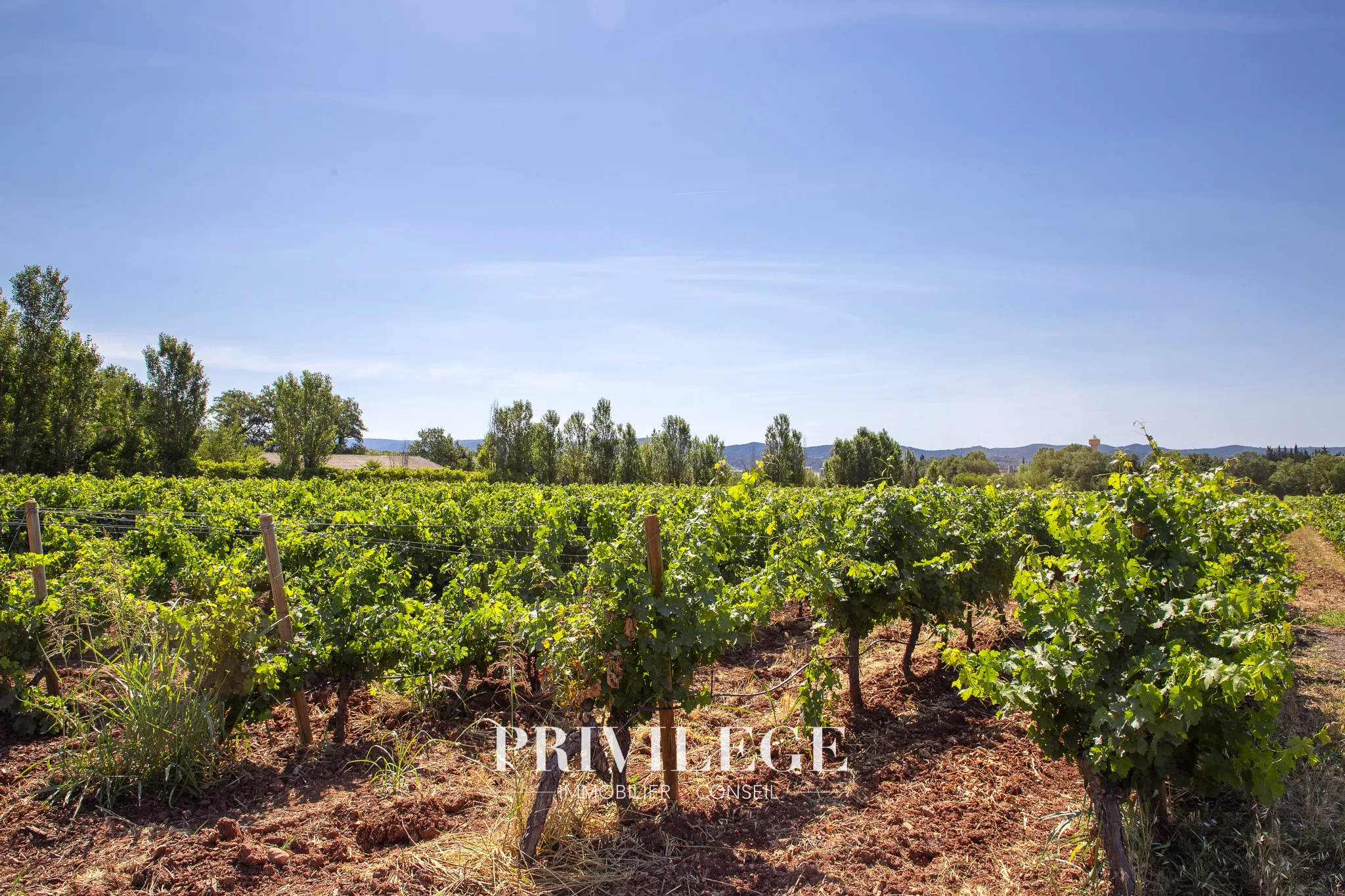 Vente d'un Vignoble Renommé en Provence avec Plus de 100 Hectares 