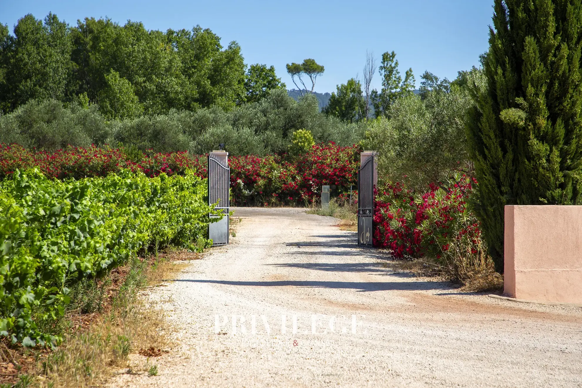 Vente d'un Vignoble Renommé en Provence avec Plus de 100 Hectares 