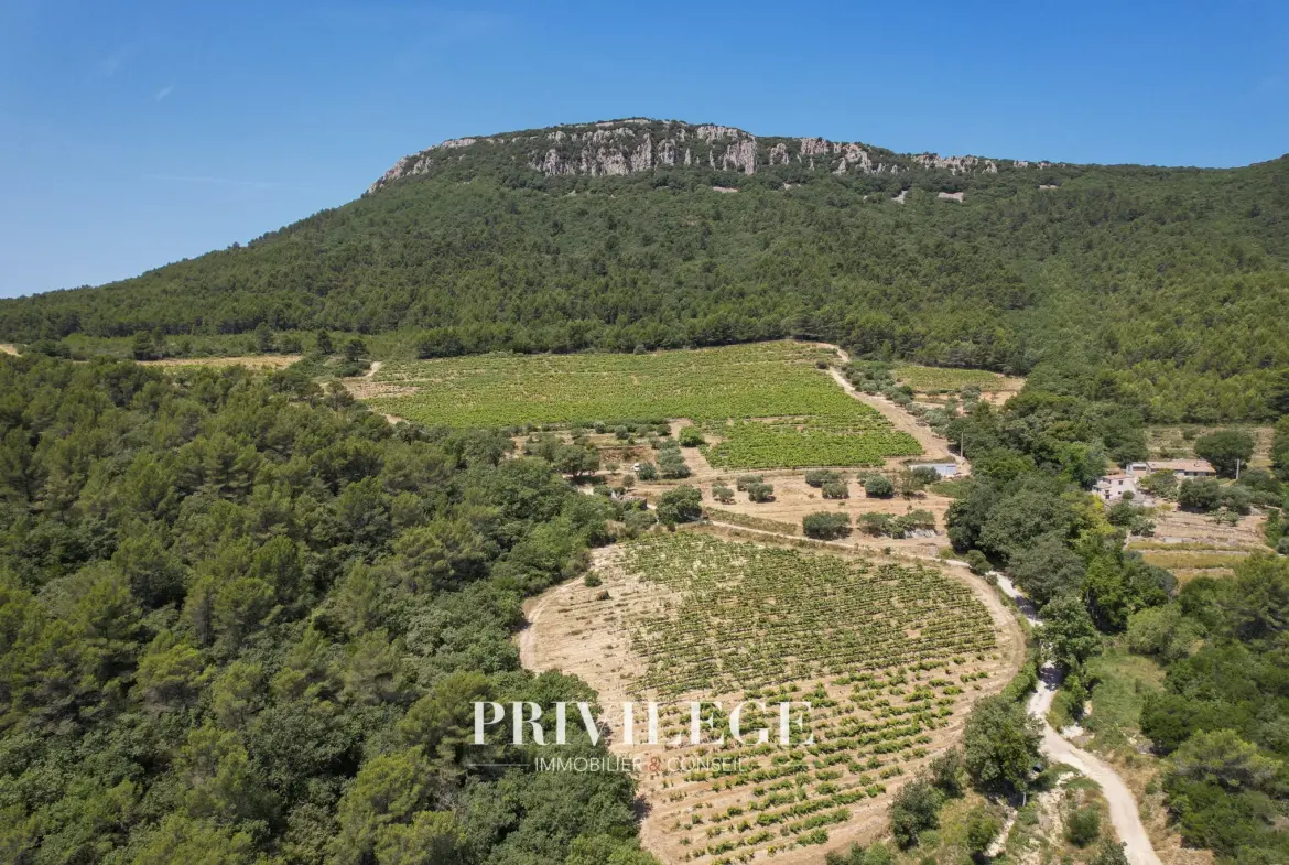 Vente d'un Vignoble Renommé en Provence avec Plus de 100 Hectares 