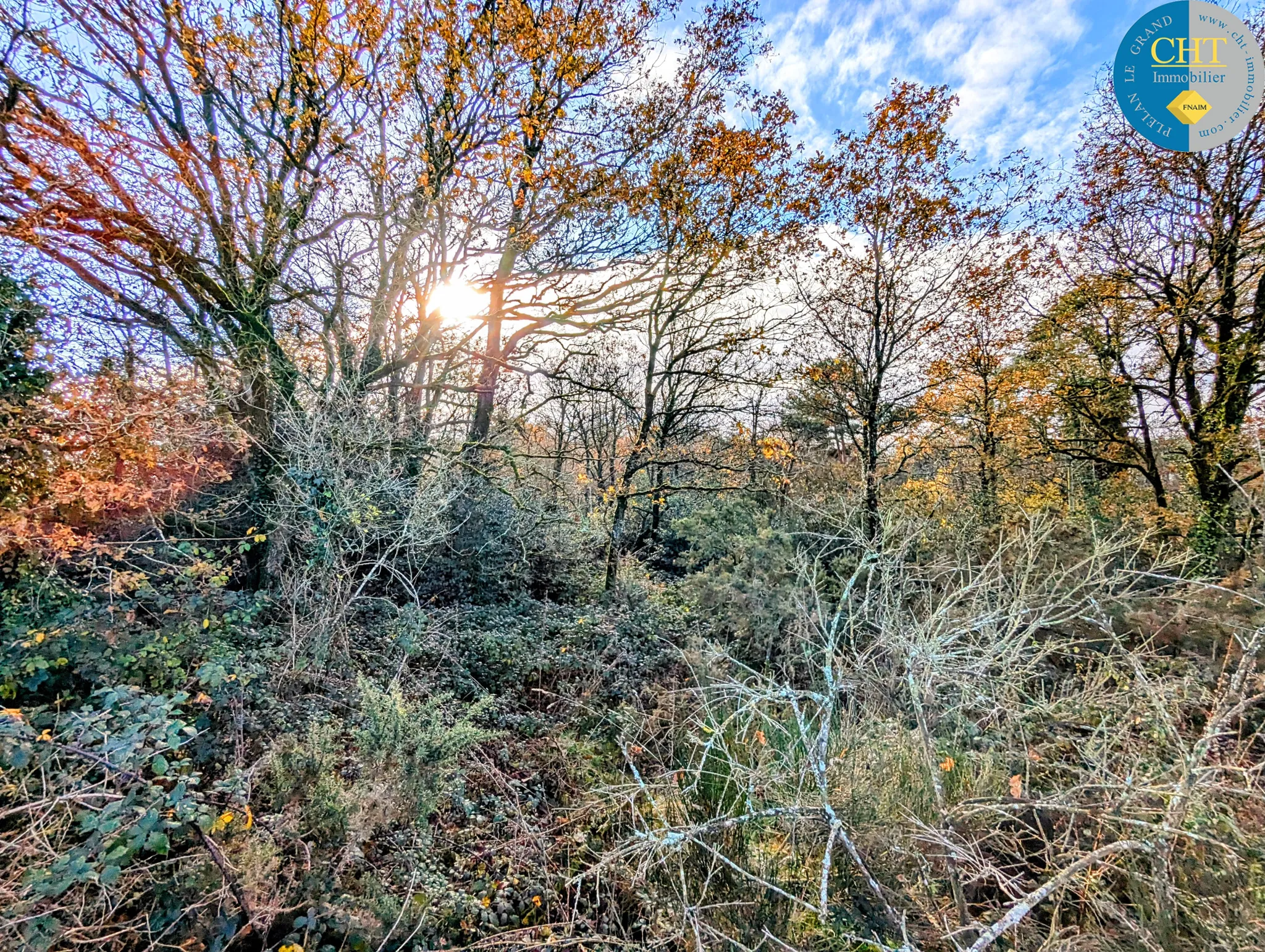 Terrain boisé à vendre à Monteneuf 