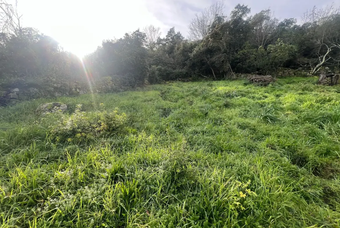 Terrain à vendre avec vue mer à Sari Solenzara 