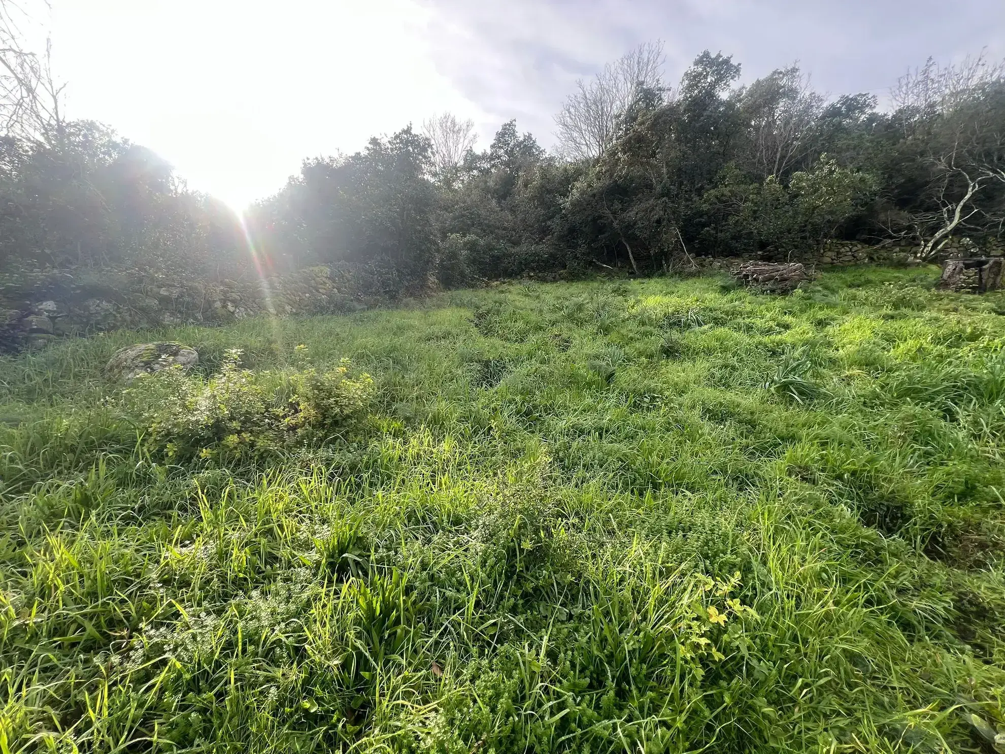 Terrain à vendre avec vue mer à Sari Solenzara 