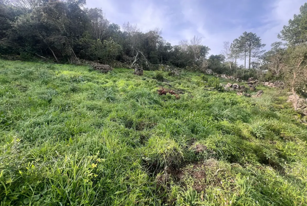 Terrain à vendre avec vue mer à Sari Solenzara 