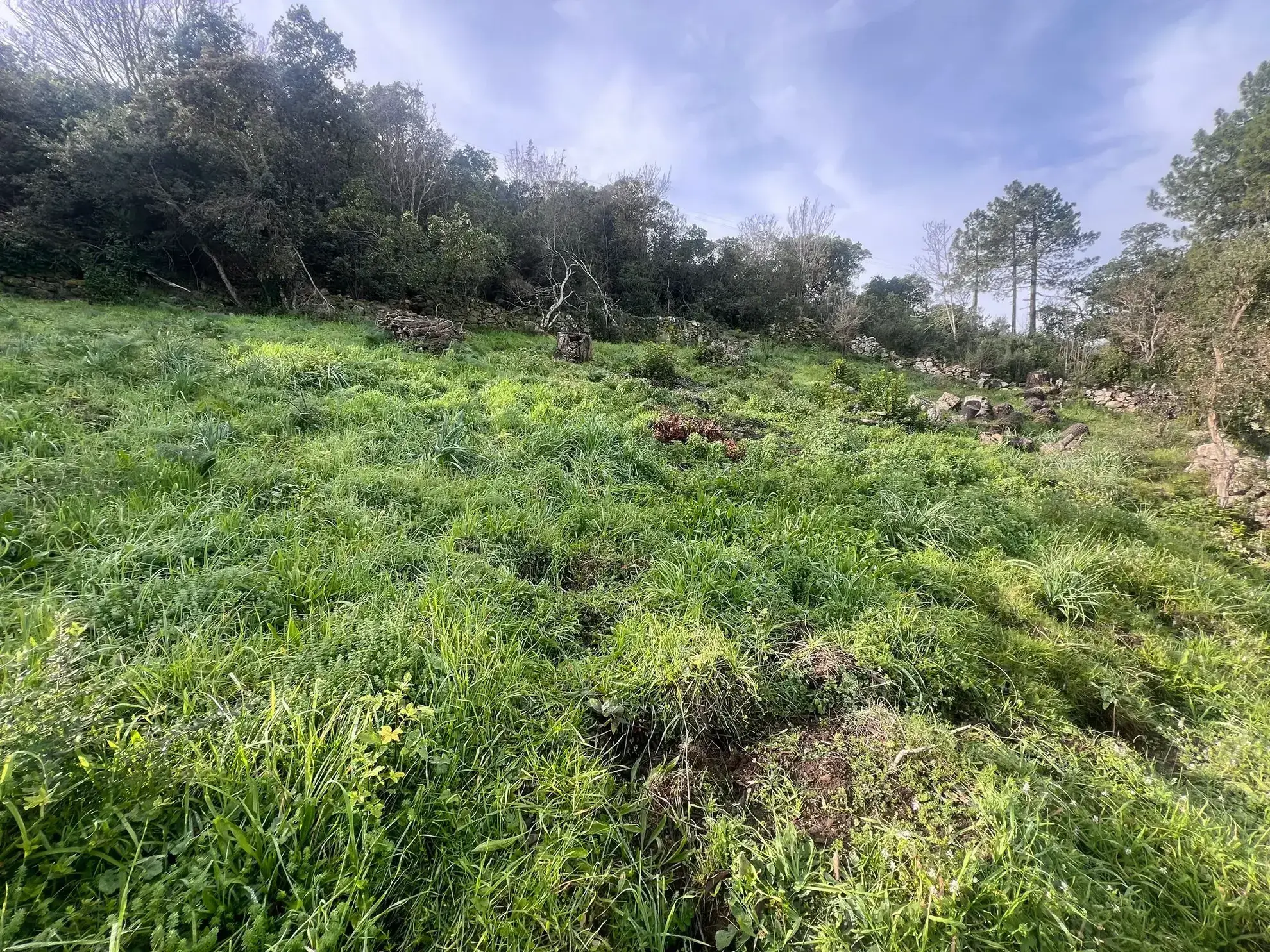 Terrain à vendre avec vue mer à Sari Solenzara 