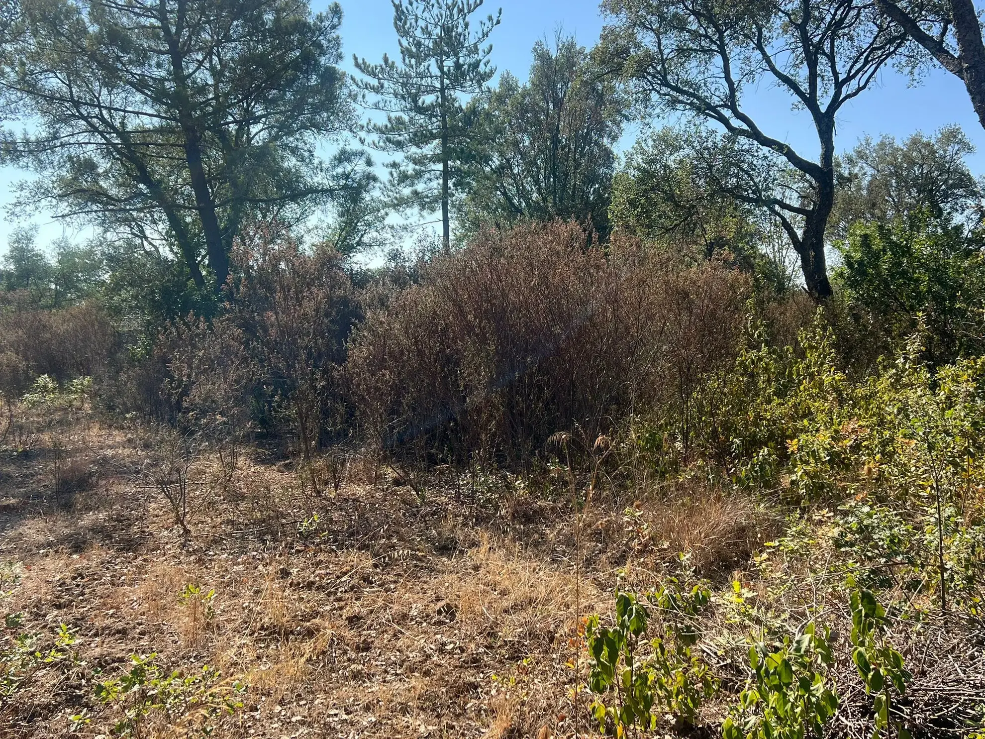 Terrains constructibles de 1100 m² à Morta - Prunelli Di Fium'Orbu 