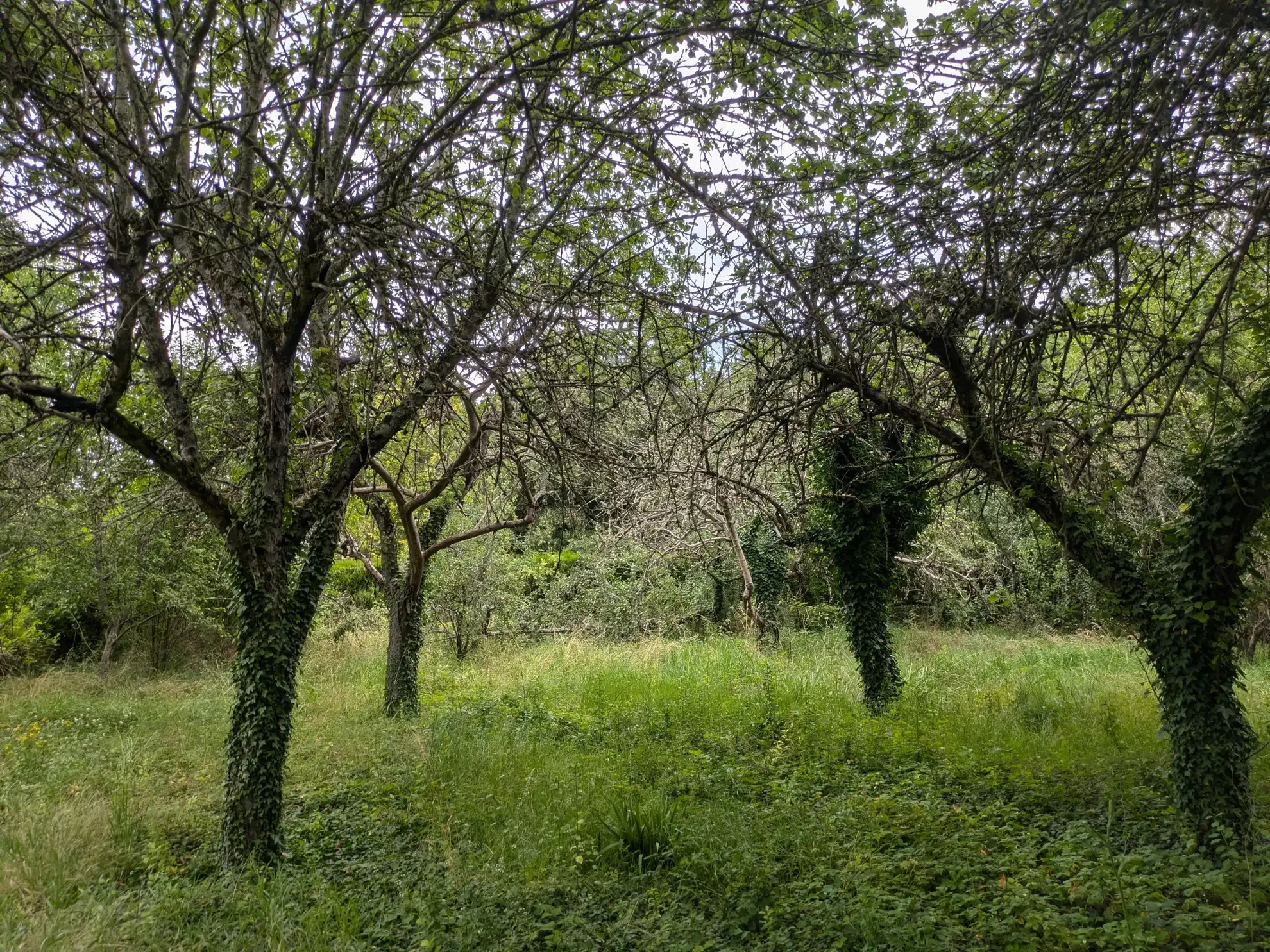 Terrain à bâtir à Challuy - 1938 m2 