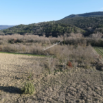 Vente de terrain agricole de 1ha près de Limoux