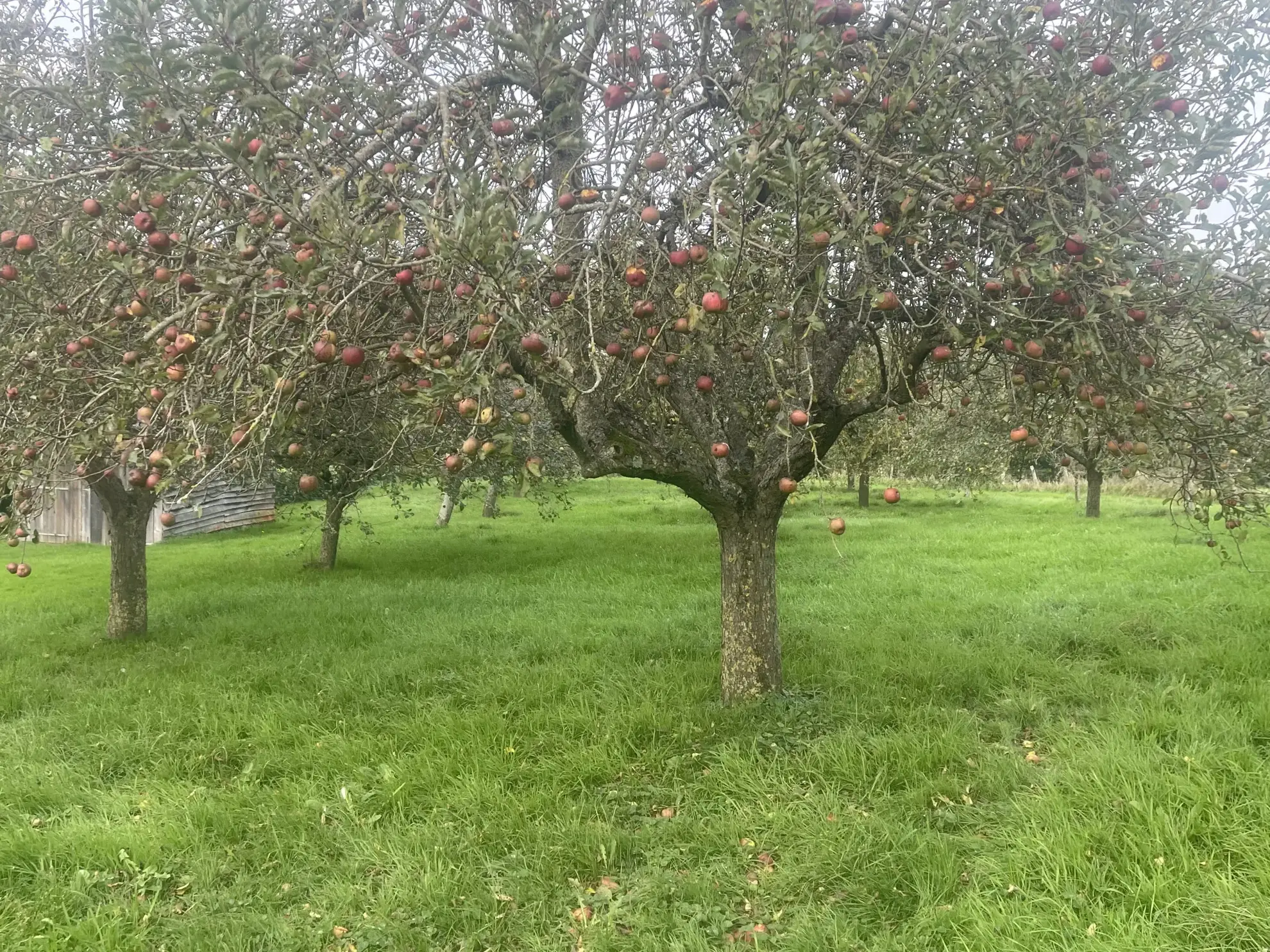 Maison spacieuse de 170 m2 à Camembert sur 5065 m2 